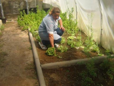 EBSCC Horta Bio (estufa) - recolha alfaces para uso cantina da escola